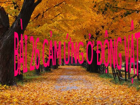 Bài giảng Sinh học Khối 11 - Bài 26: Cảm ứng ở động vật