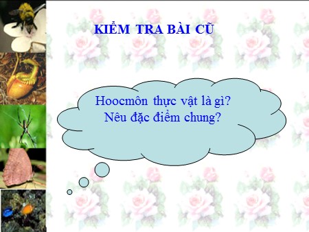 Bài giảng Sinh học Khối 11 - Bài 36: Phát triển ở thực vật có hoa