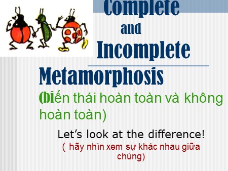 Bài giảng Sinh học Khối 11 - Bài 37: Sinh trưởng và phát triển ở động vật