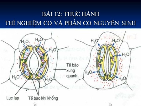 Bài giảng Sinh học Lớp 10 - Bài 12: Thực hành Thí nghiệm CO và phản ứng CO nguyên sinh