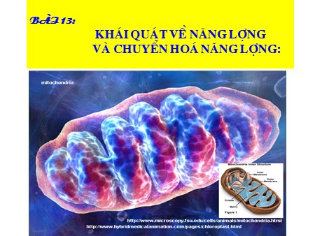Bài giảng Sinh học Lớp 10 - Bài 13: Khái quát về năng lượng và chuyển hóa năng lượng
