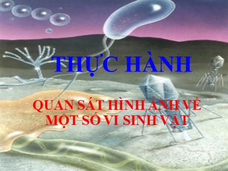 Bài giảng Sinh học Lớp 10 - Bài 28: Thực hành Quan sát hình ảnh về một số vi sinh vật