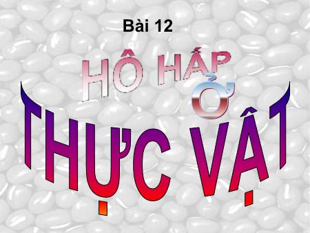 Bài giảng Sinh học Lớp 11 - Bài 12: Hô hấp ở thực vật