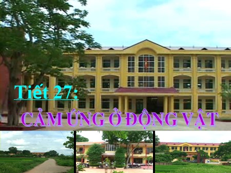 Bài giảng Sinh học Lớp 11 - Bài 27: Cảm ứng ở động vật (Tiết 2)
