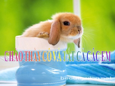 Bài giảng Sinh học Lớp 11 - Bài 28: Điện thế nghỉ và điện thế hoạt động