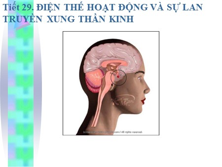 Bài giảng Sinh học Lớp 11 - Bài 29: Điện thế hoạt động và sự lan truyền xung thần kinh