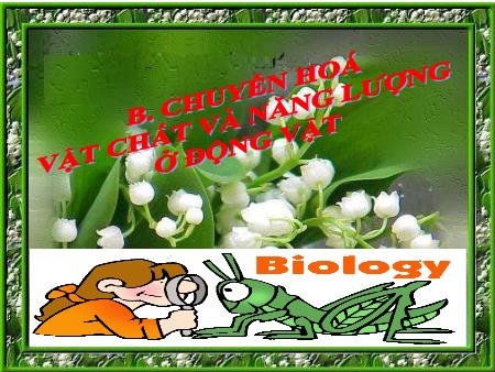 Bài giảng Sinh học Lớp 11 - Tiết 14, Bài 15: Tiêu hoá ở động vật