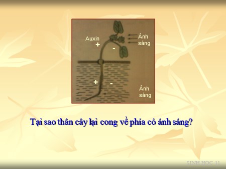 Bài giảng Sinh học Lớp 11 - Tiết 37, Bài 35: Hoocmôn thực vật