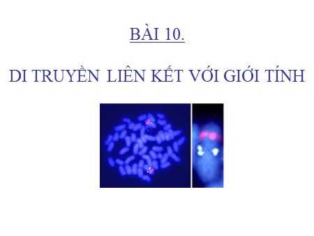 Bài giảng Sinh học Lớp 12 - Bài 10: Di truyền liên kết với giới tính