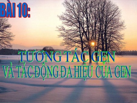 Bài giảng Sinh học Lớp 12 - Bài 10: Tương tác gen và tác động đa hiệu của gen