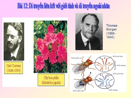 Bài giảng Sinh học Lớp 12 - Bài 12: Di truyền liên kết với giới tính và di truyền ngoài nhân