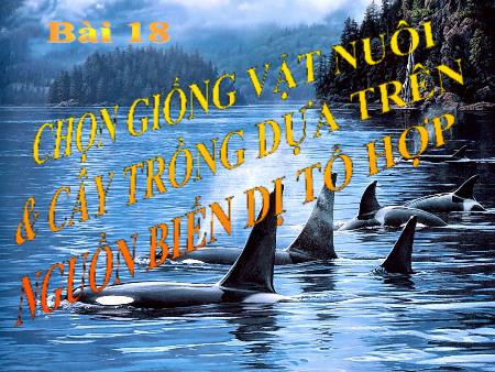 Bài giảng Sinh học Lớp 12 - Bài 18: Chọn giống vật nuôi & cây trồng dựa trên nguồn biến dị tổ hợp