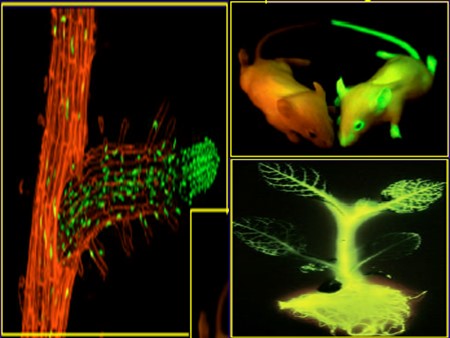 Bài giảng Sinh học Lớp 12 - Bài 20: Tạo giống bằng công nghệ Gen