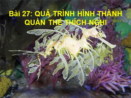 Bài giảng Sinh học Lớp 12 - Bài 27: Quá trình hình thành quần thể thích nghi