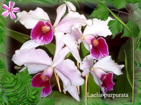 Bài giảng Sinh học Lớp 12 - Bài 29: Nguyên phân