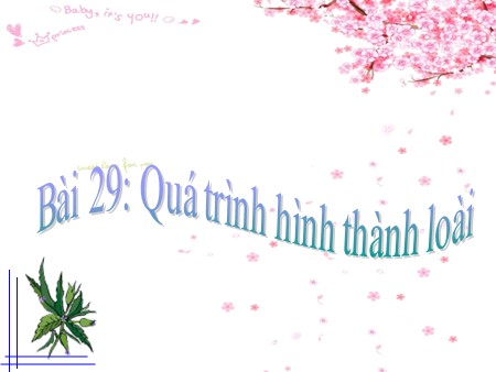 Bài giảng Sinh học Lớp 12 - Bài 29: Quá trình hình thành loài