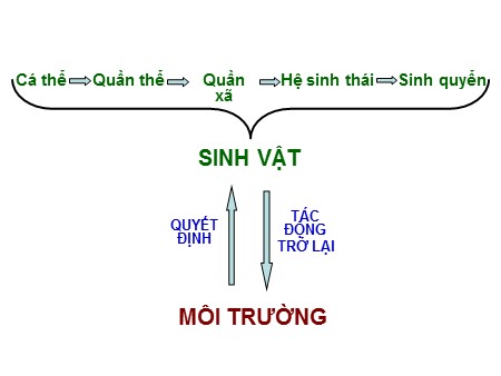 Bài giảng Sinh học Lớp 12 - Bài 39: Biến động số lượng cá thể của quần thể sinh vật