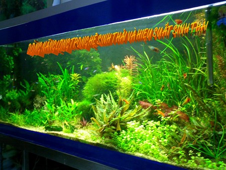 Bài giảng Sinh học Lớp 12 - Bài 45: Dòng năng lượng trong hệ sinh thái và hiệu suất sinh thái