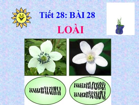 Bài giảng Sinh học Lớp 12 - Tiết 28, Bài 28: Loài