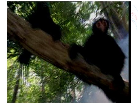 Bài giảng Tiếng Anh Lớp 12 - Unit 10: Endangered species (Reading)